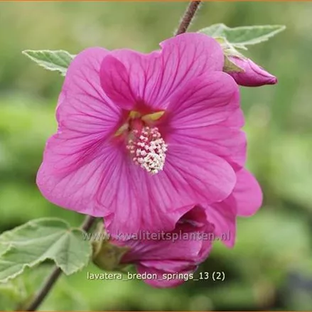 Lavatera 'Bredon Springs'