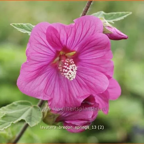Lavatera 'Bredon Springs'