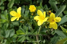 Linum flavum 'Compactum'