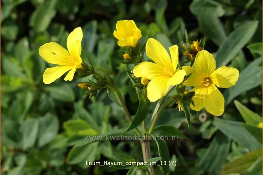 Linum flavum 'Compactum'