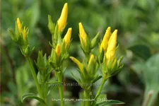Linum flavum 'Compactum'