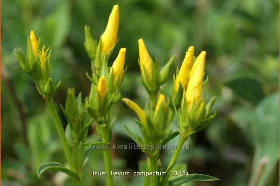 Linum flavum 'Compactum'