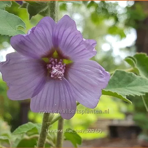Lavatera x olbia 'Lilac Lady'
