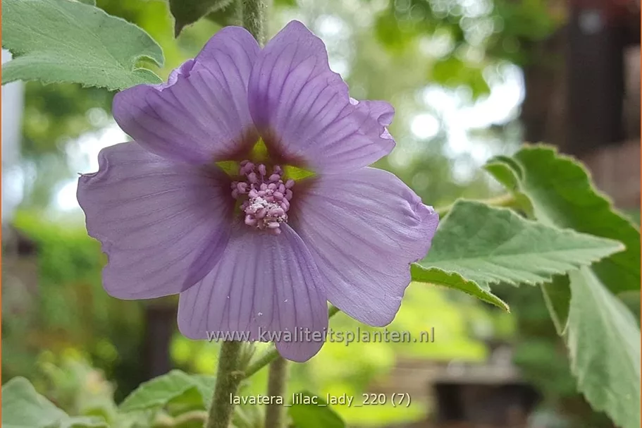 Lavatera x olbia 'Lilac Lady'