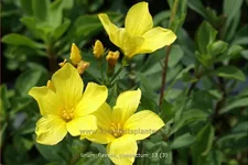 Linum flavum 'Compactum'