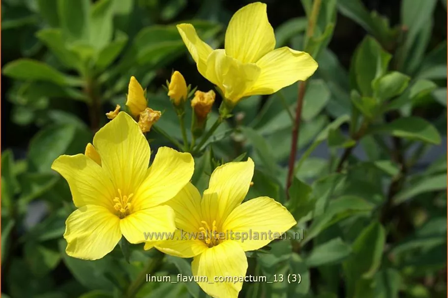 Linum flavum 'Compactum'