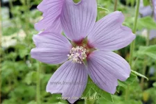 Lavatera x olbia 'Lilac Lady'
