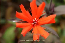 Lychnis arkwrightii 'Vesuvius'