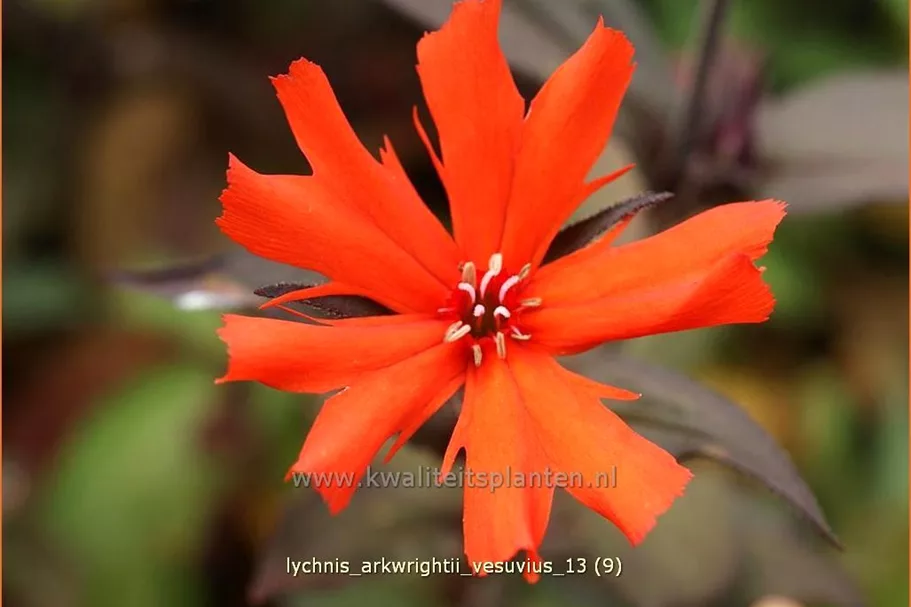 Lychnis arkwrightii 'Vesuvius'