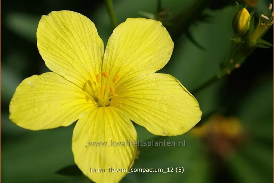 Linum flavum 'Compactum'