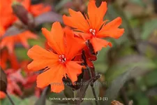 Lychnis arkwrightii 'Vesuvius'