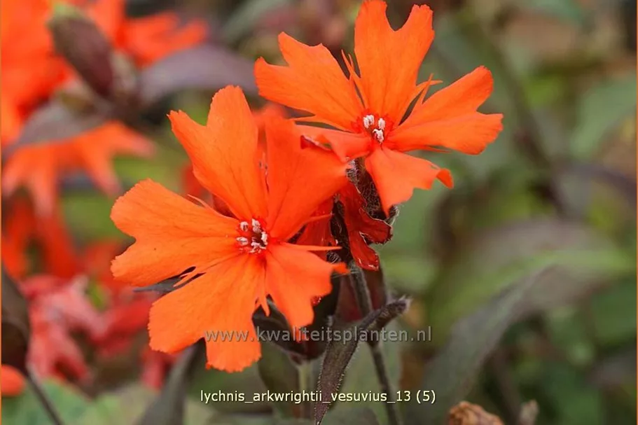 Lychnis arkwrightii 'Vesuvius'