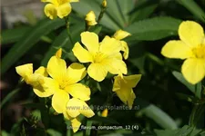 Linum flavum 'Compactum'