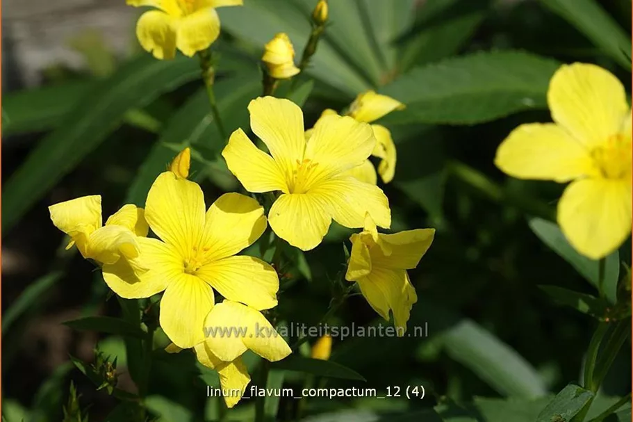 Linum flavum 'Compactum'