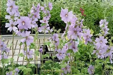 Lavatera x olbia 'Lilac Lady'