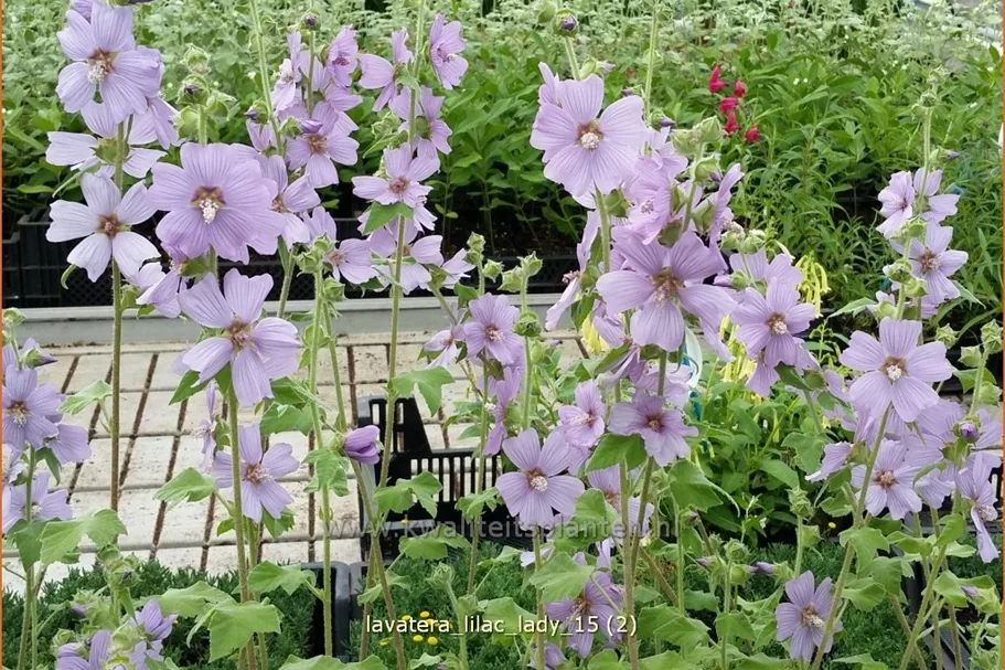 Lavatera x olbia 'Lilac Lady'