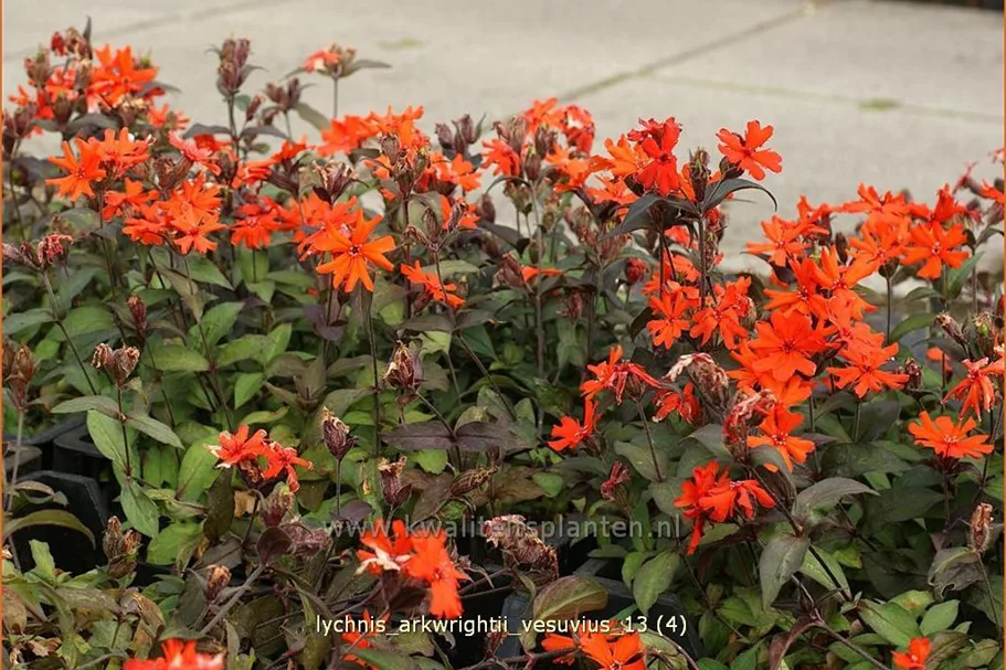 Lychnis arkwrightii 'Vesuvius'