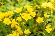 Linum flavum 'Compactum'