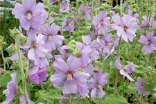 Lavatera x olbia 'Lilac Lady'
