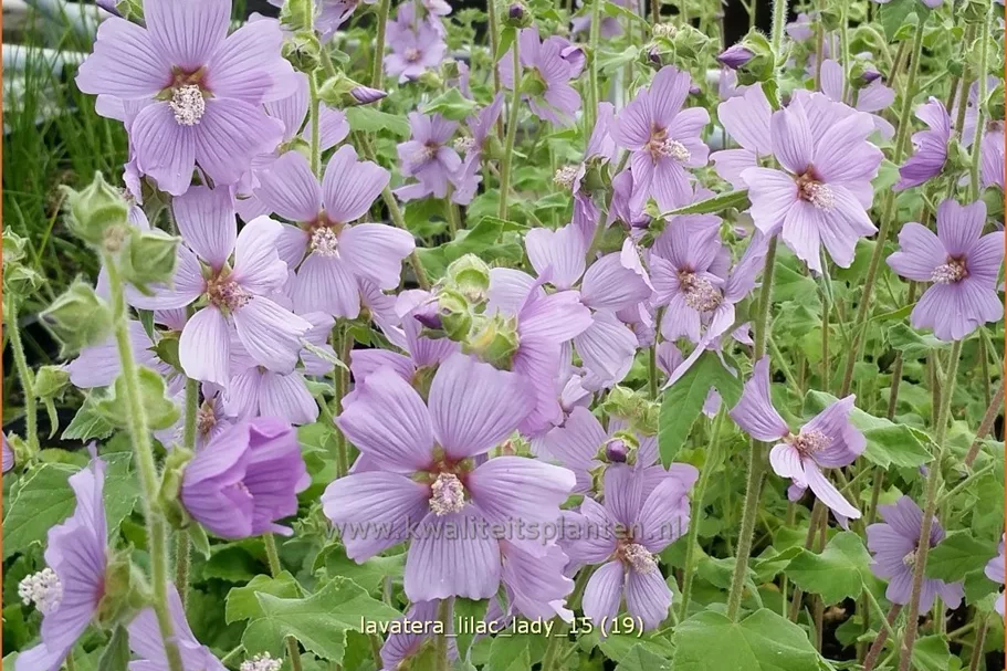 Lavatera x olbia 'Lilac Lady'
