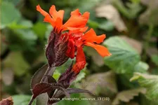 Lychnis arkwrightii 'Vesuvius'