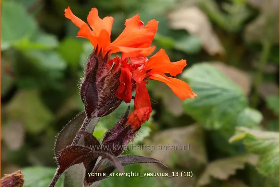 Lychnis arkwrightii 'Vesuvius'
