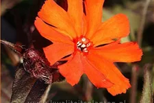 Lychnis arkwrightii 'Vesuvius'