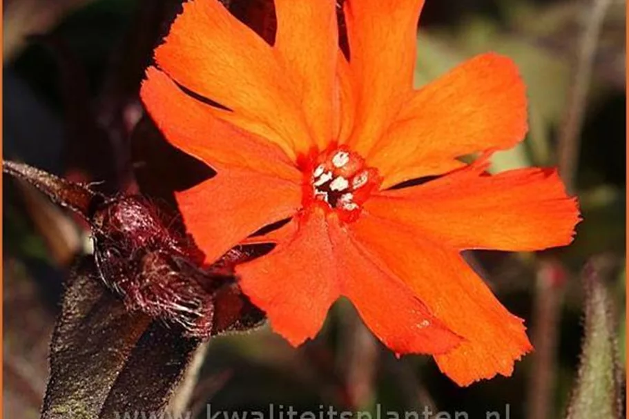 Lychnis arkwrightii 'Vesuvius'