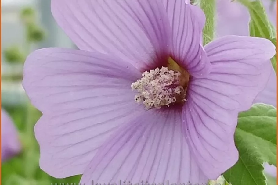 Lavatera x olbia 'Lilac Lady'