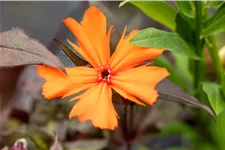 Lychnis arkwrightii 'Vesuvius'