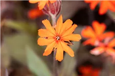 Lychnis arkwrightii 'Vesuvius'