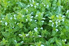 Lamium maculatum 'Album'