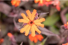 Lychnis arkwrightii 'Vesuvius'