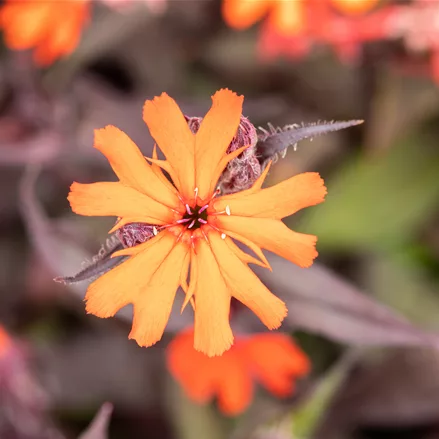 Lychnis arkwrightii 'Vesuvius'