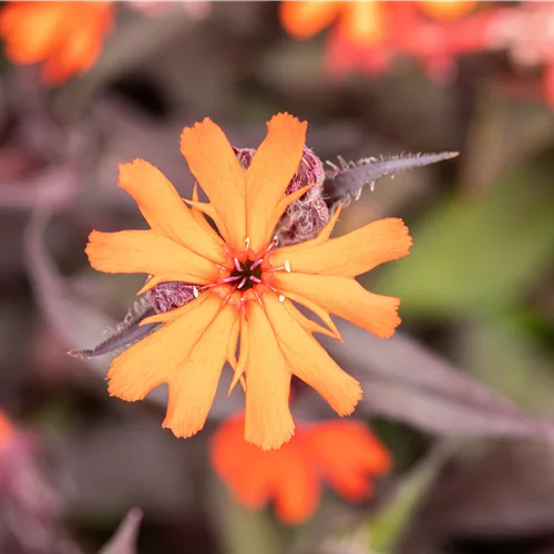 Lychnis arkwrightii 'Vesuvius'
