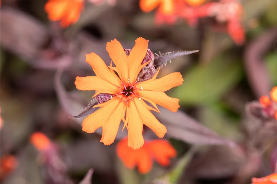 Lychnis arkwrightii 'Vesuvius'