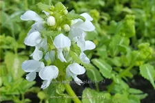 Lamium maculatum 'Album'
