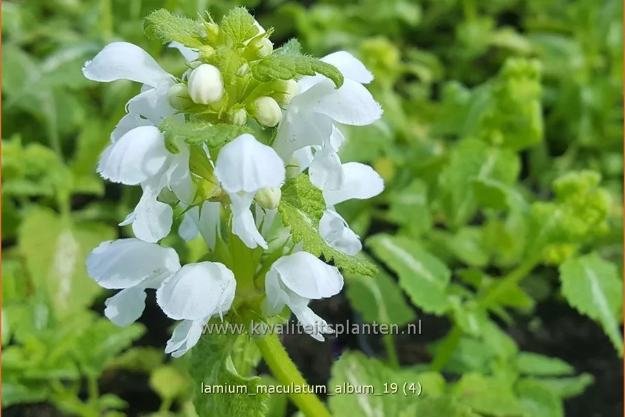 Lamium maculatum 'Album'
