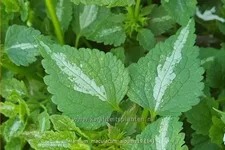Lamium maculatum 'Album'