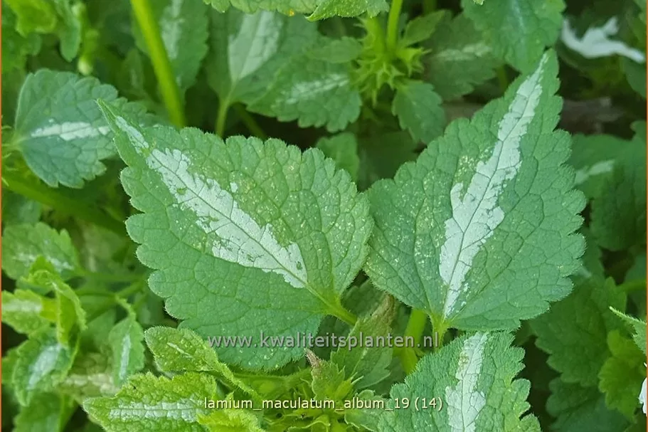 Lamium maculatum 'Album'