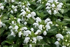 Lamium maculatum 'Album'