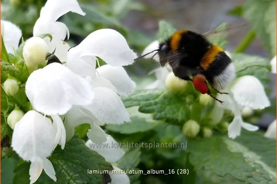 Lamium maculatum 'Album'