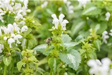 Lamium maculatum 'Album'