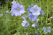 Linum perenne