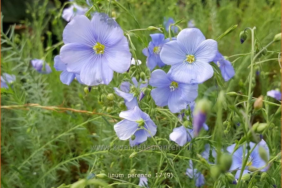 Linum perenne