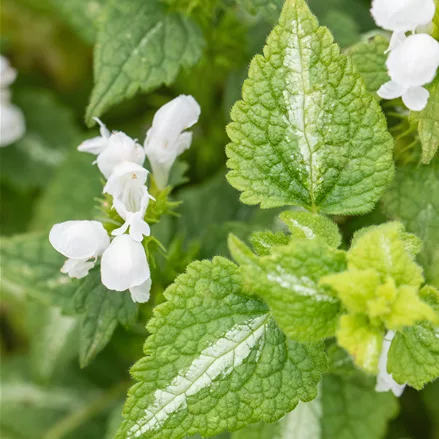 Lamium maculatum 'Album'