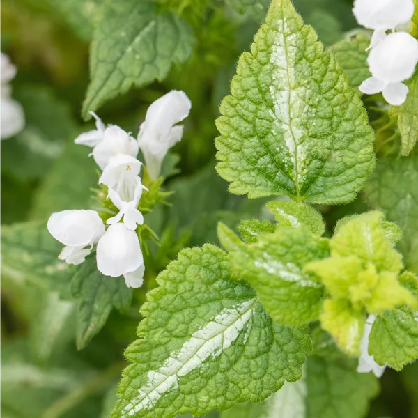 Lamium maculatum 'Album'