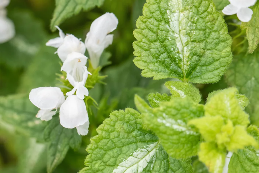 Lamium maculatum 'Album'