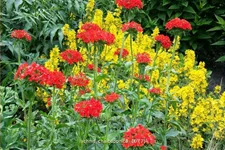 Lychnis chalcedonica
