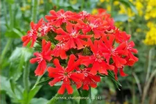 Lychnis chalcedonica